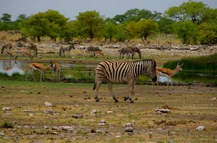 687 Namibia Okt 2006 .JPG